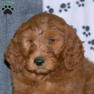Addy, Goldendoodle Puppy