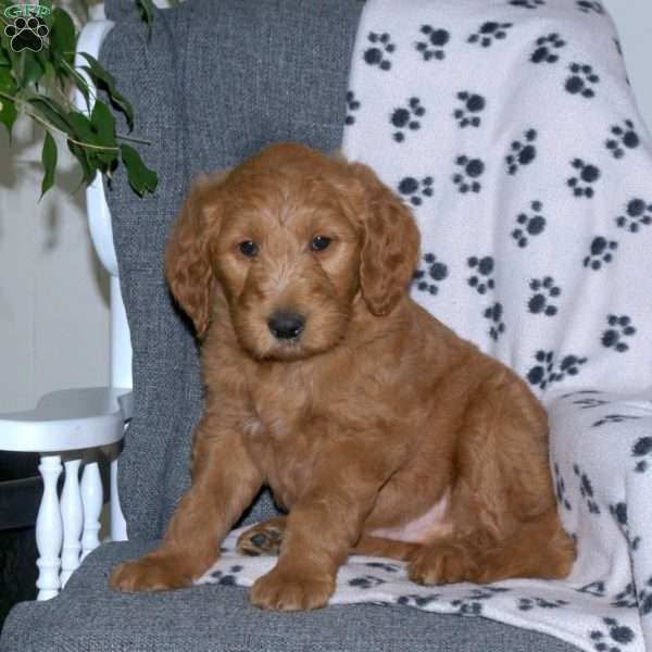 Aiden, Goldendoodle Puppy