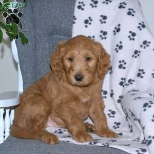 Aiden, Goldendoodle Puppy