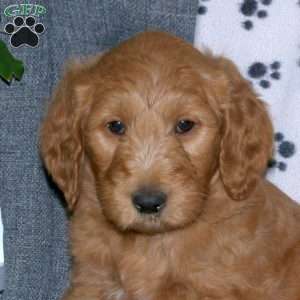 Aiden, Goldendoodle Puppy