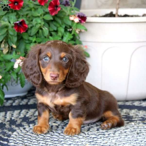 Aiden, Dachshund Puppy