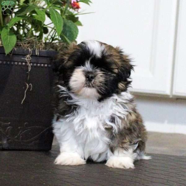 Aiden, Shih Tzu Puppy