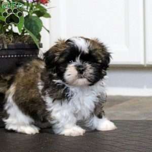 Aiden, Shih Tzu Puppy