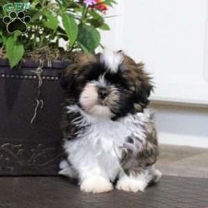 Aiden, Shih Tzu Puppy