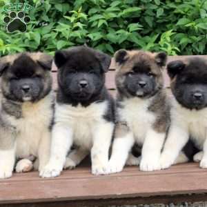 Willow, Akita Puppy