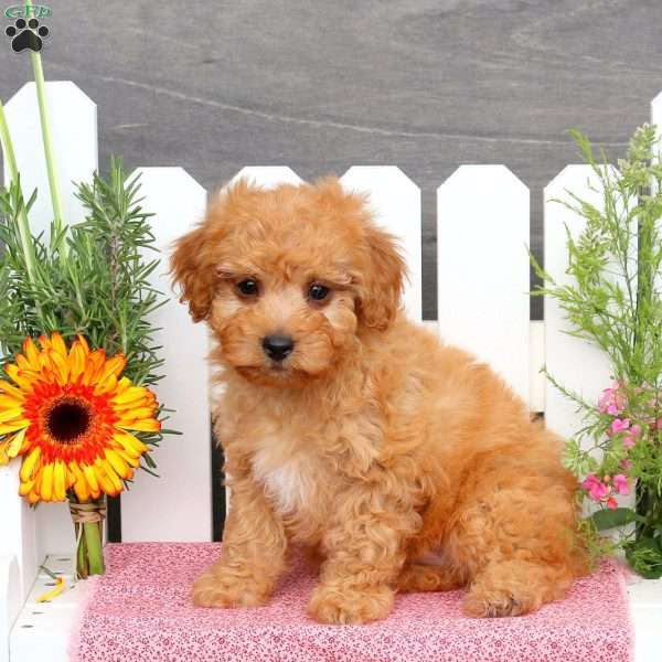 Alan, Toy Poodle Mix Puppy