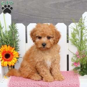 Alan, Toy Poodle Mix Puppy