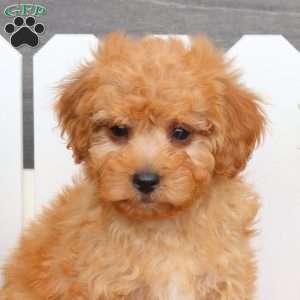 Alan, Toy Poodle Mix Puppy