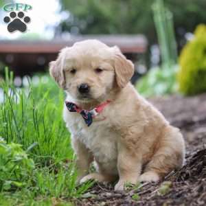 Alani, Golden Retriever Puppy