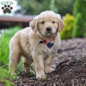 Alani, Golden Retriever Puppy