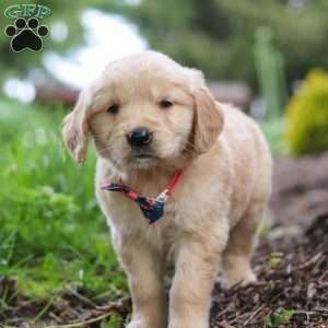 Alani, Golden Retriever Puppy