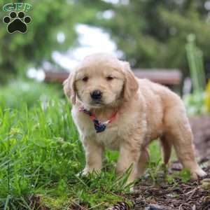 Alani, Golden Retriever Puppy