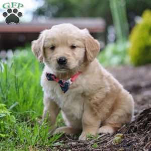 Alani, Golden Retriever Puppy