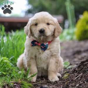 Alani, Golden Retriever Puppy