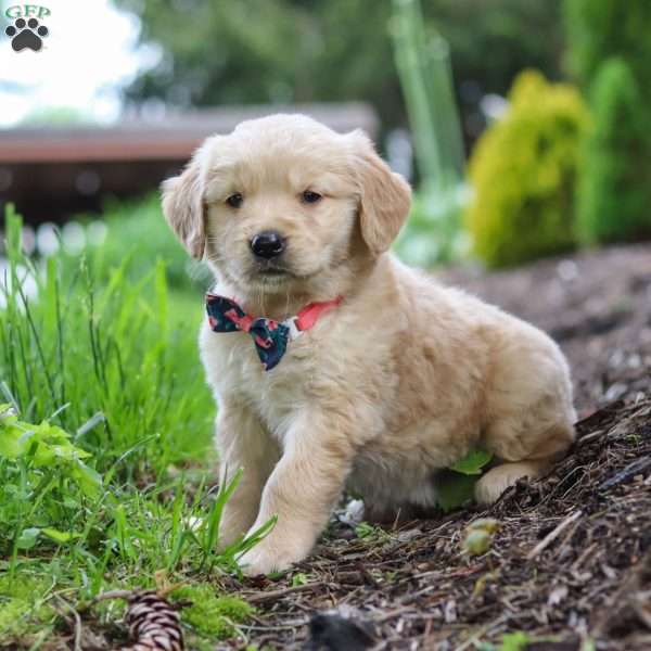 Alani, Golden Retriever Puppy