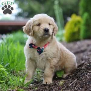 Alani, Golden Retriever Puppy