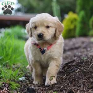 Alani, Golden Retriever Puppy