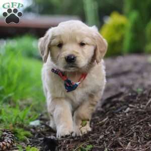 Alani, Golden Retriever Puppy