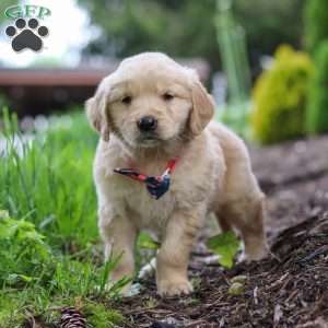 Alani, Golden Retriever Puppy