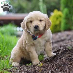 Alani, Golden Retriever Puppy