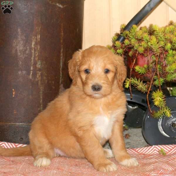 Aleah, Goldendoodle Puppy