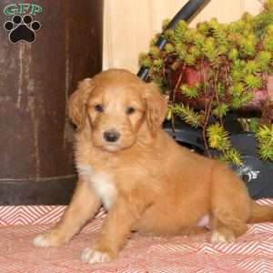 Aleah, Goldendoodle Puppy