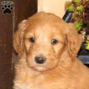 Aleah, Goldendoodle Puppy