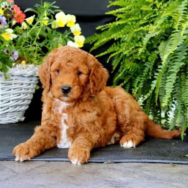 Alec, Goldendoodle Puppy