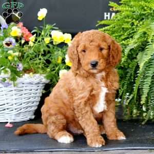 Alec, Goldendoodle Puppy