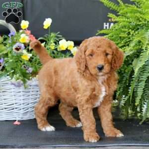 Alec, Goldendoodle Puppy