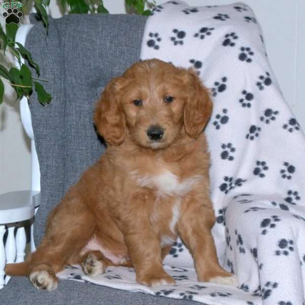 Alex, Goldendoodle Puppy