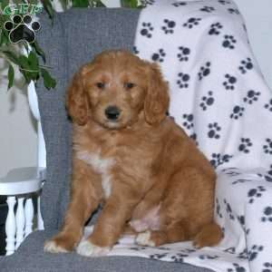 Alex, Goldendoodle Puppy