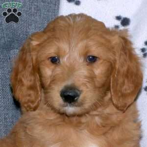 Alex, Goldendoodle Puppy