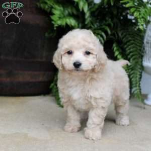Alex, Bich-Poo Puppy