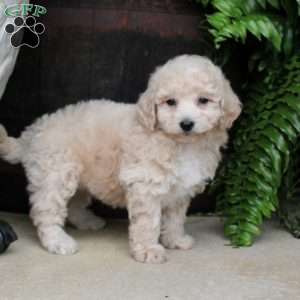 Alex, Bich-Poo Puppy