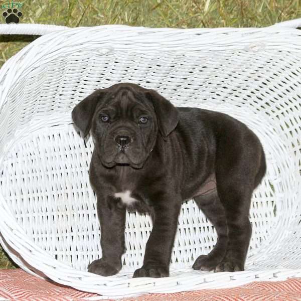 Alexandria, Presa Cane Canario Puppy