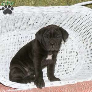 Alexandria, Presa Cane Canario Puppy