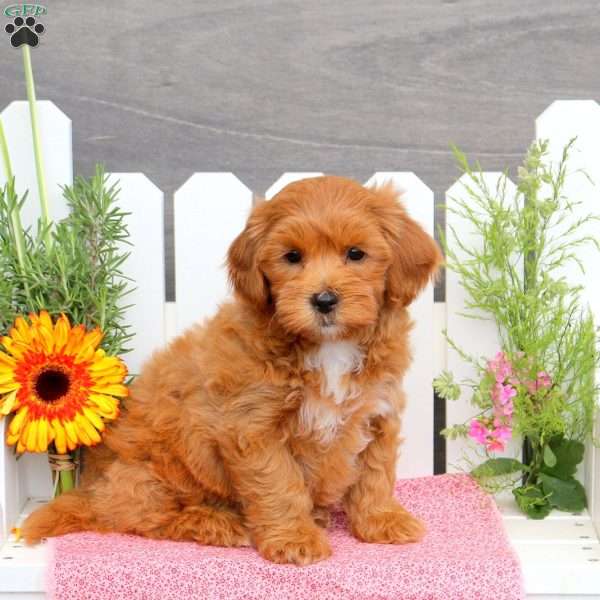 Alfy, Toy Poodle Mix Puppy