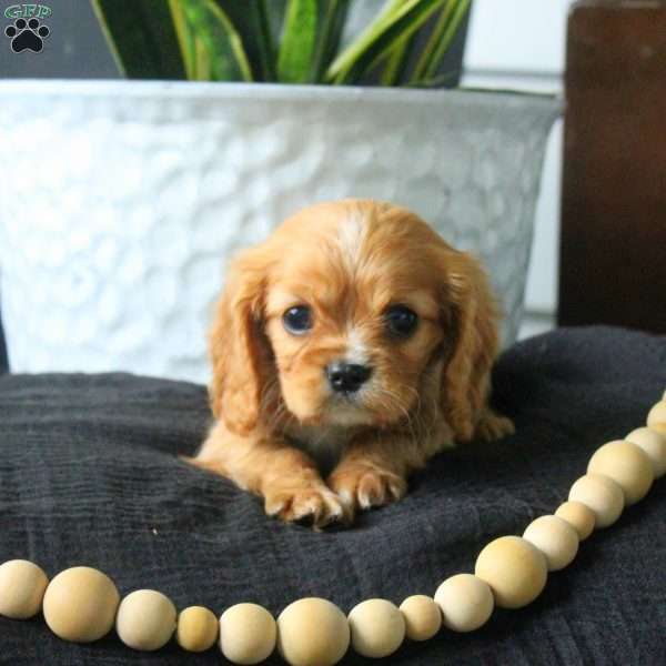 Alice, Cavalier King Charles Spaniel Puppy