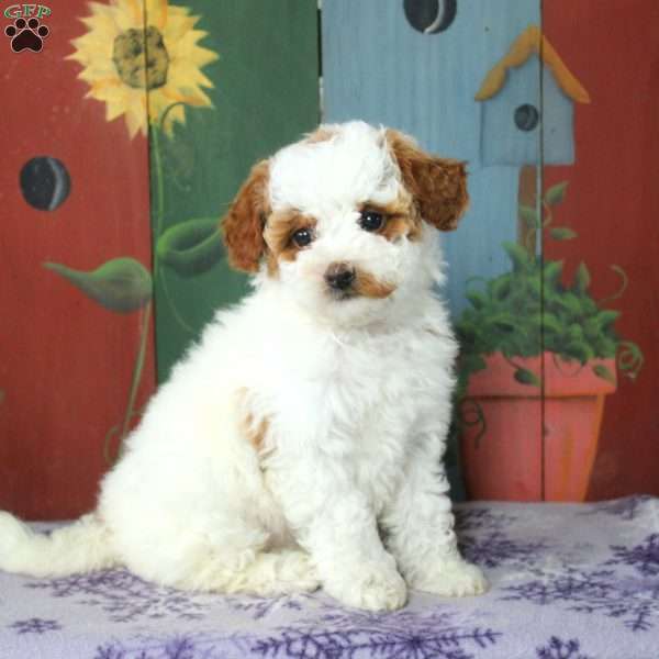 Alice, Miniature Poodle Puppy