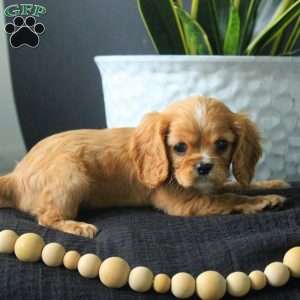 Alice, Cavalier King Charles Spaniel Puppy