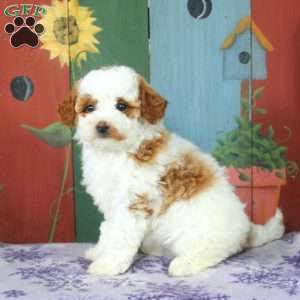 Alice, Miniature Poodle Puppy