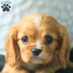 Alice, Cavalier King Charles Spaniel Puppy