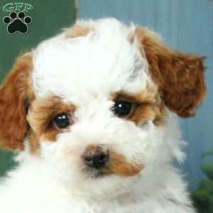 Alice, Miniature Poodle Puppy