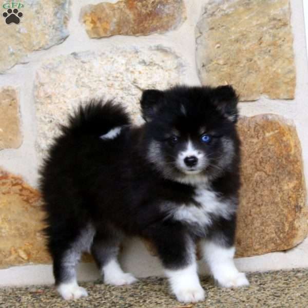 Alisha, Pomeranian Mix Puppy