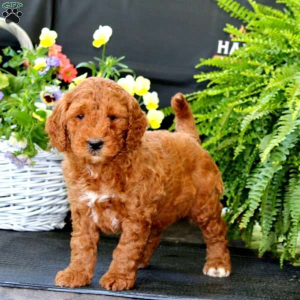 Alisha, Goldendoodle Puppy