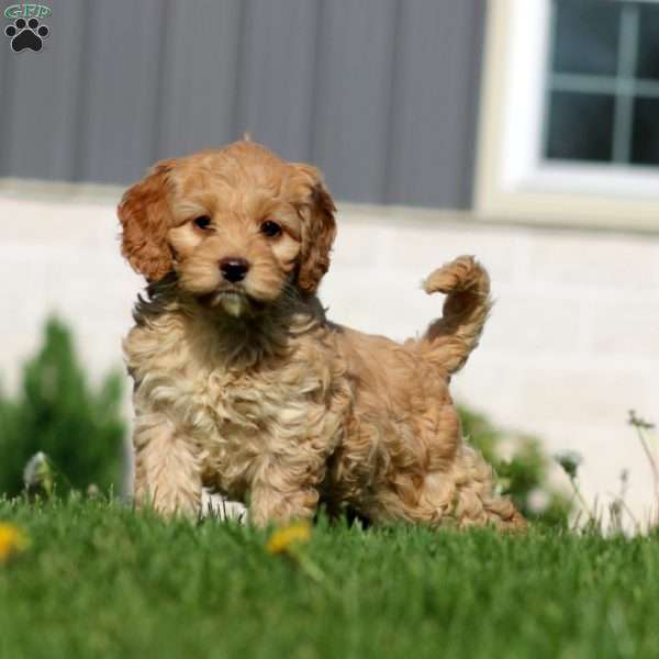 Alisha, Cockapoo Puppy