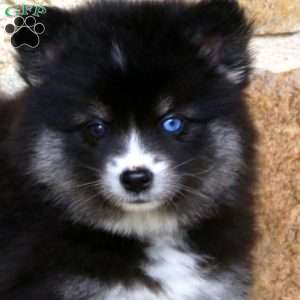 Alisha, Pomeranian Mix Puppy