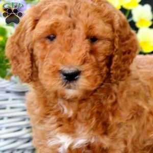 Alisha, Goldendoodle Puppy