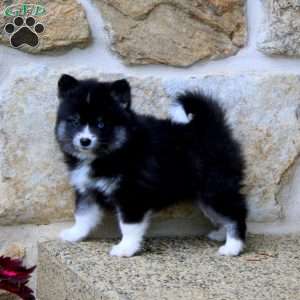 Alisha, Pomeranian Mix Puppy